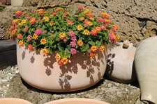 Pflanzschale,Pflanzgefäß,Blumentopf,helles Terracotta,frostfest!3 Größen wählbar