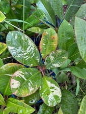 Rare Variegated plumeria- 1 cutting, imported/Thailand, as pictured