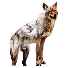 BIRD-X COYOTE Coyote Decoy,20 in H,Brown/White 8ENF6