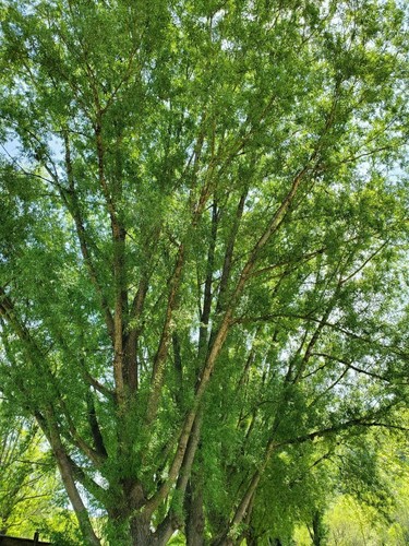 150 Hybrid Willow Tree Fast Growing Shade Screen Windbreak Austree Cuttings - Picture 6 of 6