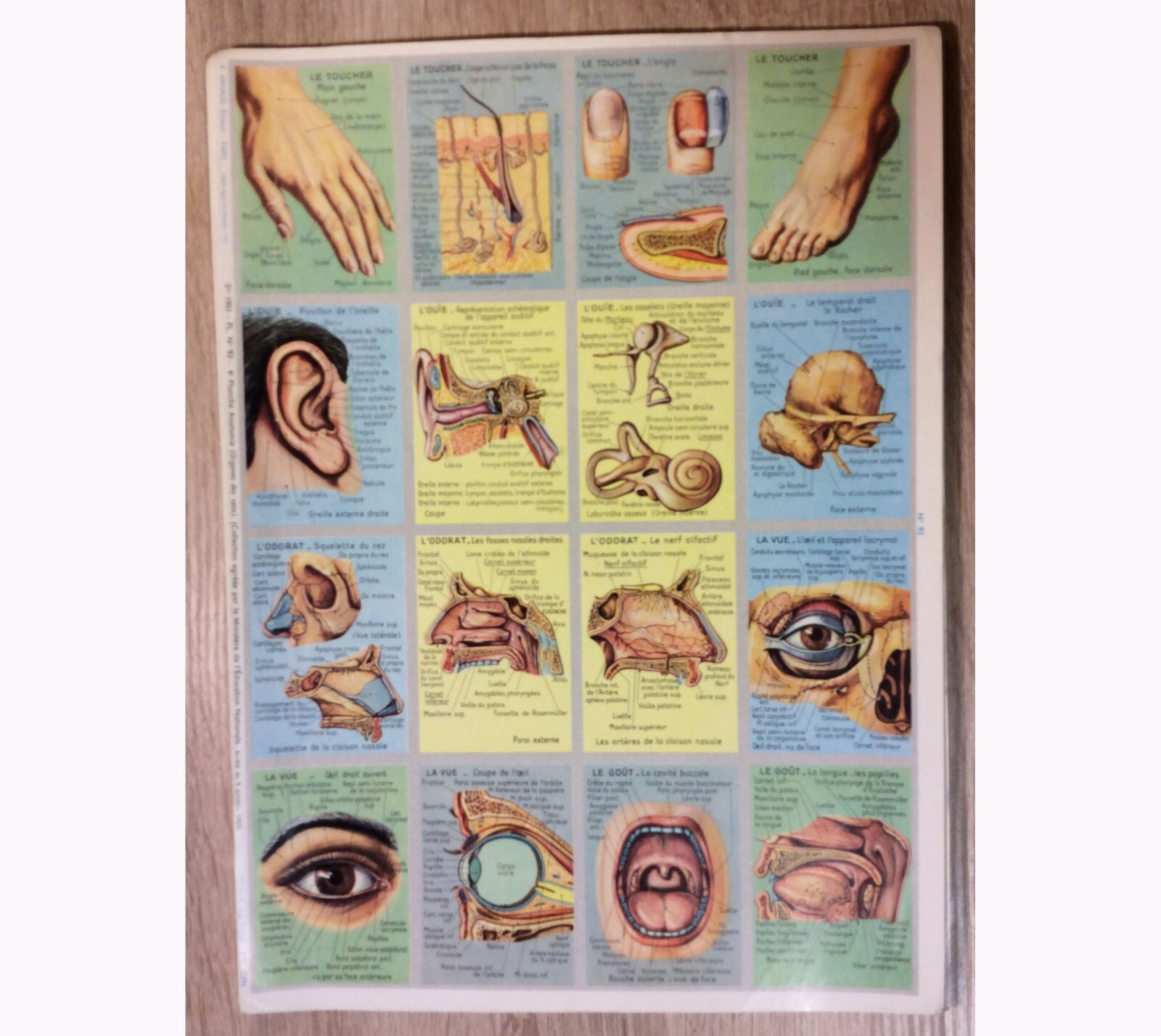 BON POINT - PLANCHE 16 IMAGES CHROMOS - 4e Planche ANATOMIE - ANCIEN ...