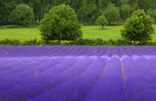 Lavender Common English Bulk 1 LB Seeds Bulk Nice Garden Flower
