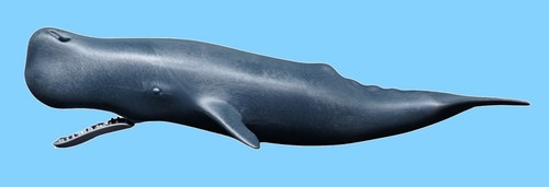 Playmobil: Meerestiere Meeresmenschen Meerjungfrau (Hai, Fische, Delphin, Robbe) - Bild 70 von 178