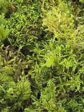 Live Fresh Moss Assortment Terrarium Potted Plants Crafts Decor Reptiles