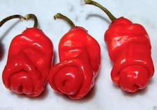 Red Peter Pepper: 8 Seeds