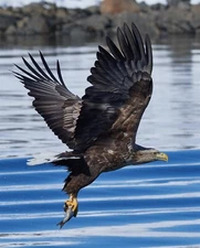 WHITE TAILED EAGLE FLYING WATER GLOSSY POSTER PICTURE PHOTO PRINT BANNER 10804