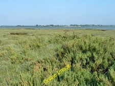 Photo 6x4 Shrubby Sea Blite, Mundon Stone Point Osea Island This is the s c2014