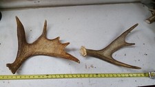 2 SHIRAS MOOSE ANTLERS whitetail antler deer mule antelope fallow taxidermy