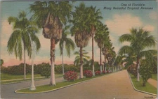 One Of Florida's Many Beautiful Tropical Avenues Posted Linen Vintage Post Card