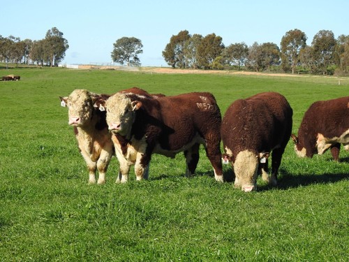 Zoetis Cattleguard 1 Litre 2.5 Litre 5 Litre Pour On Cattle Red Deer Worming - Picture 4 of 14
