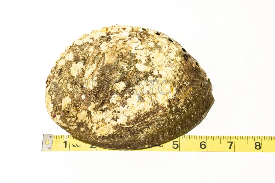 Green Abalone Sea Shell One Side Polished Beach Craft 6" - 7" (1 pc) #JC-018 - Image 3 of 4