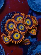 TNTcoral Blue Eye Blondes 2-3 Polyp Zoa Frag-WYSIWYG-Frag-Live Coral-LPS-SPS-ZOA