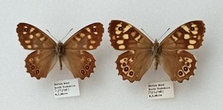 A LOVELY PAIR OF BRITISH SPECKLED WOOD BY MARTIN WHITE