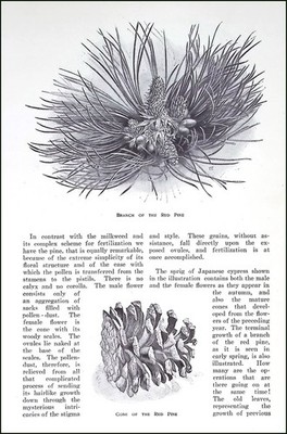REPRODUCTION OF PLANT LIFE : THE STRUCTURES, PROCESSES, AND EVOLUTIONARY STEPS B