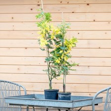 Mimosa "Acacia dealbata" pianta in vaso  18 h. 150/200 cm