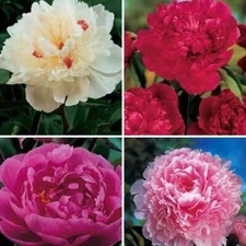 DOUBLE PEONY SPECIAL / 4 Perennial Flower Bulb Root Plants / 4 VIBRANT COLORS