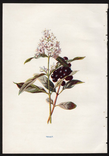 c1902 Hulme Familiar Wild Flowers Antique Print Privet