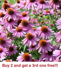 Purple Coneflower 100 Seeds