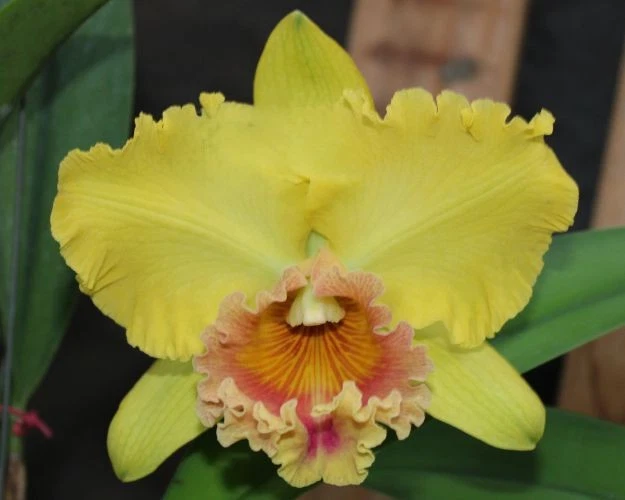 兰花| eBay