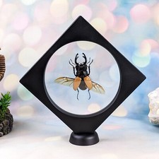 y26d damage Odontolabis Mouhoti Elegans beetle Floating Display specimen oddity