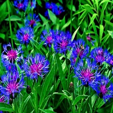 20 MOUNTAIN BLUE CORNFLOWER SEEDS PERENNIAL Centaurea montana Cold Hardy Plant