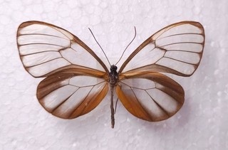 Godyris duillia male Ithomiidae Iquitos/Peru Schmetterlinge Entomologie