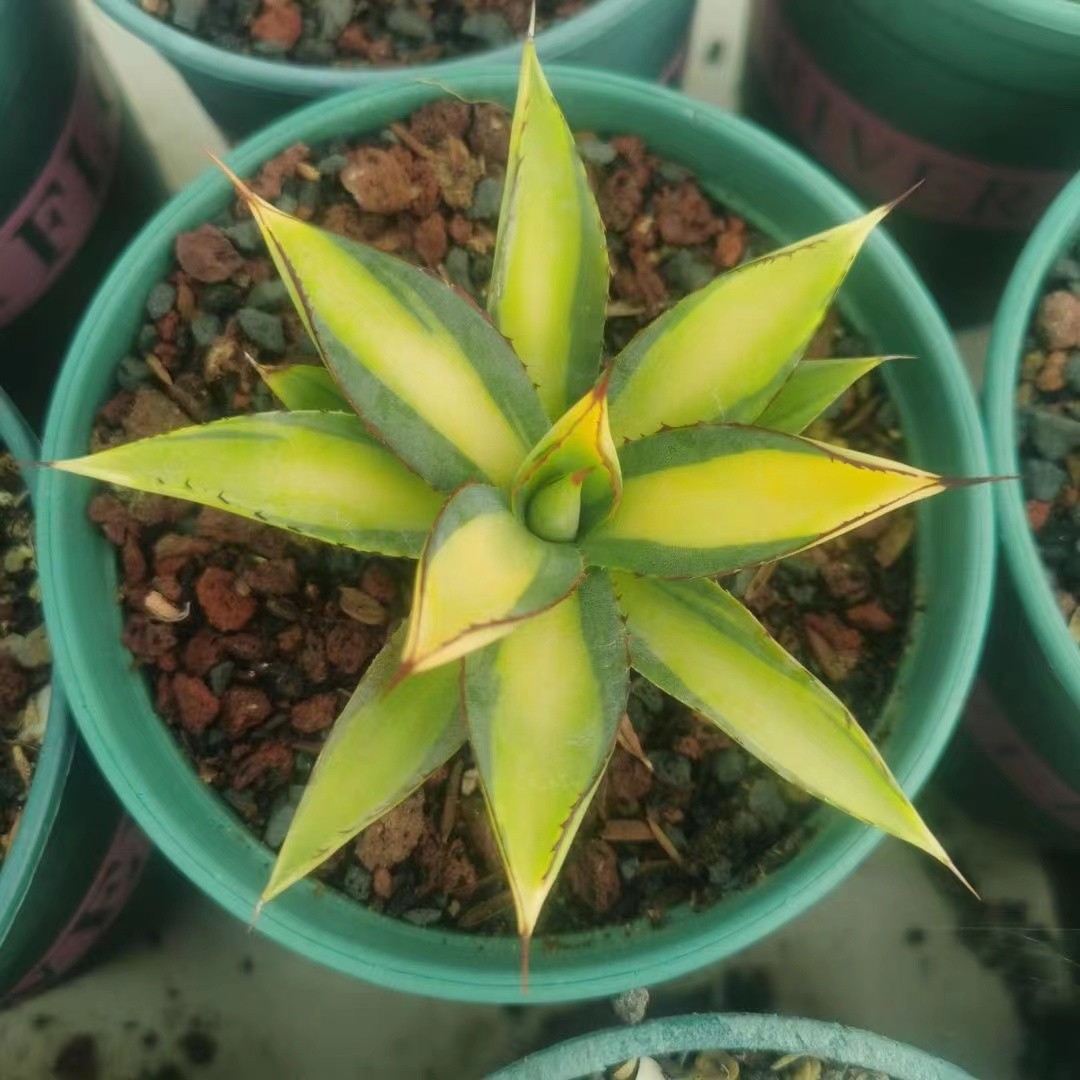 Agave 'burnt burgundy' Var Rareagave striped variegated succulent
