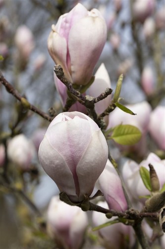 Magnolia soulangiana, Tulpen-Magnolie, rosa-weiß, 60–80 cm - Bild 6 von 14