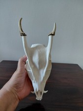 Muntjac Bock Hirschsch&auml;del Taxidermy Geweih Gothic