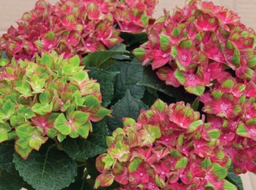 HYDRANGEA 'PISTACHIO'-  STARTER PLANT - CUTBACK/DORMANT