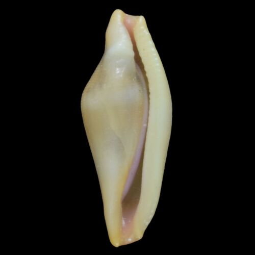 CRENAVOLVA TRAILLII Yellow (Bohol Isl., Philippines) 8.9mm #44853 - Picture 2 of 3