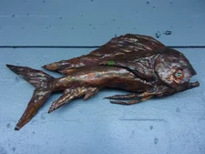 Handcrafted Hammed Bull Dolphin Copper Fish with glass eye Wall Decor 36"x18"