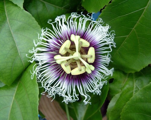 2-Live Passiflora edulis Possum Purple Passion Fruit Starter Plants - Picture 4 of 10
