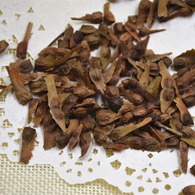 25pcs Red Japanese Maple Seeds, Acer (Palmatum Atropurpureum). - Image 2 of 4