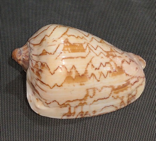 Noble volute shell LARGE RARE SEASHELL 4.5