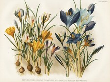 Crocus Fleurs De Safran Botanique Robinson Litho 1878