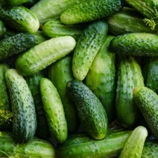 Boston Pickling Cucumber Seeds 50+ Vegetable NON-GMO USA SELLER FREE SHIPPING