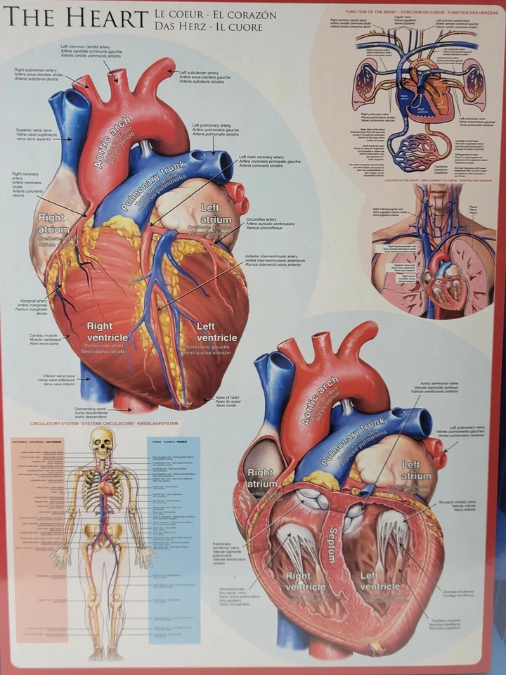 The Heart Realistic Anatomy Human Biology Diagram 1000 Piece Jigsaw Puzzle NEW! - Image 3 of 3