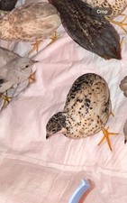 6 Button Quail Hatching Eggs
