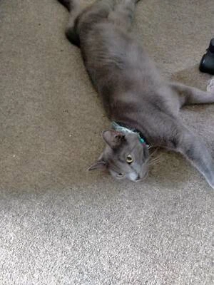 gumtree kittens free to good home