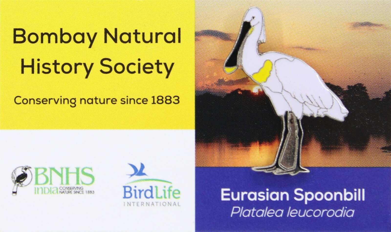 Rspb Razorbill Pin RSPB Pin Badge Special Bird Life International BNHS Eurasian Spoonbill ...