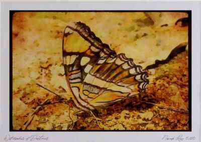 Schmetterlinge 052024 California Sister Aquarell Bild limitierte Auflage A4