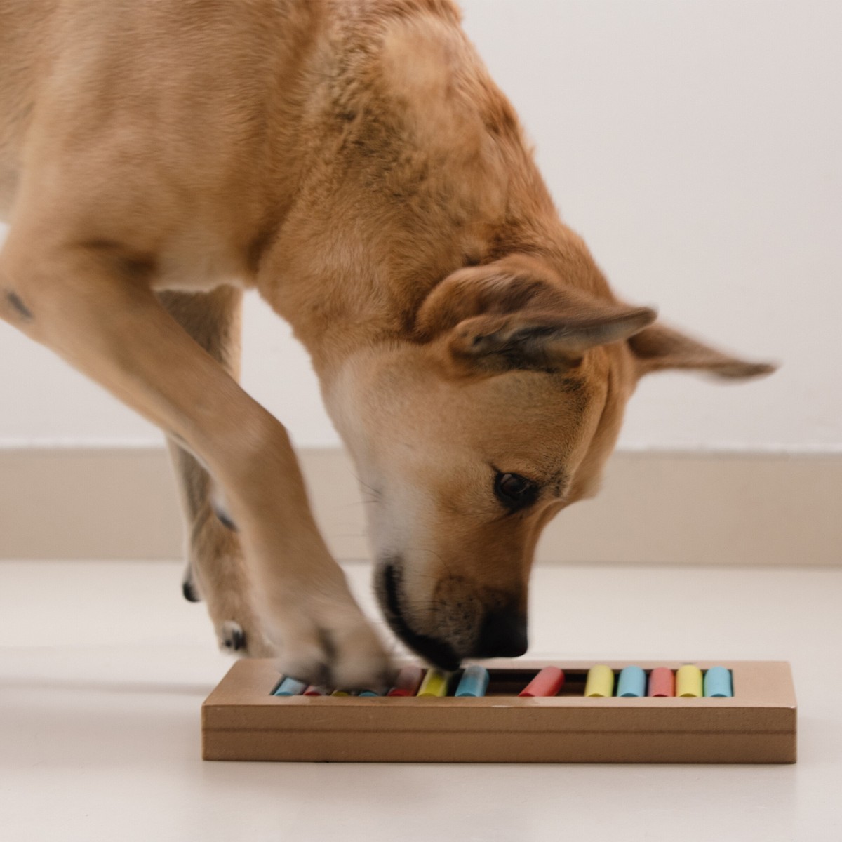 MINSHUXI Hundespielzeug Intelligenz - Schnüffelmatte Mit Knistergeräusch 72cm
