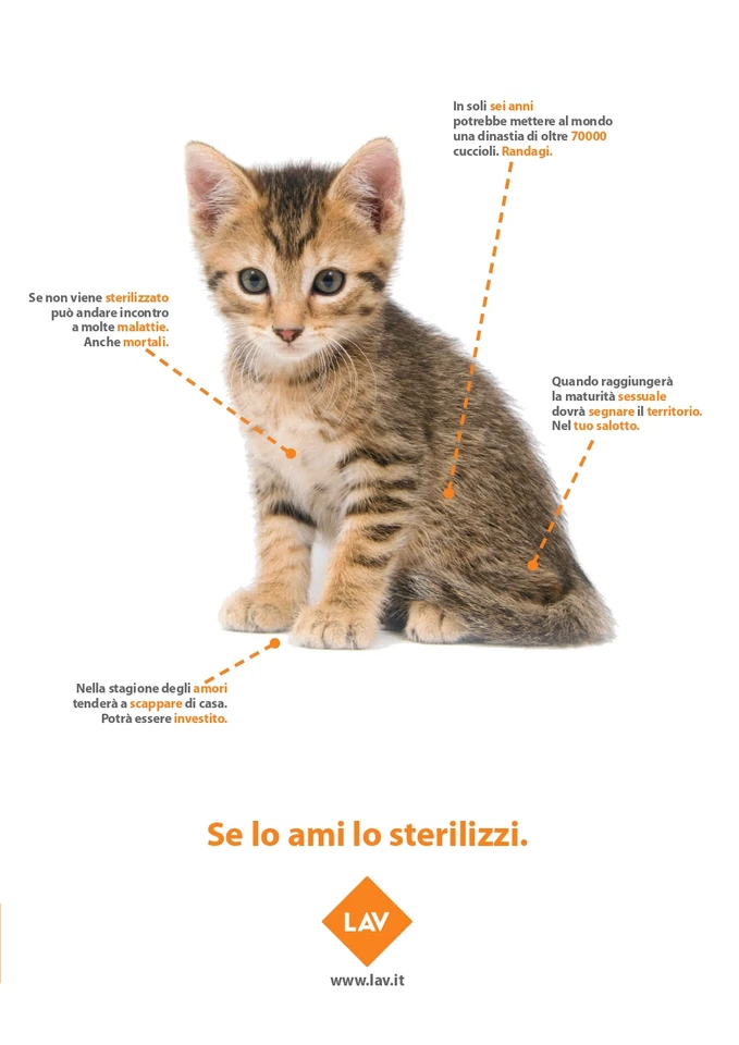 Kroketten Am Besten Katze Trockenfutter für Katzen Steril Salmone Morando 400g - Bild 3 von 4