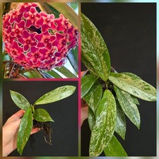 Hoya pubicalyx 'Silver Spot'. 1x Rooted Plant. Fragrant. Silvery Leaves. Wax Pla
