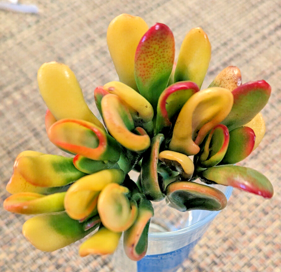 RARE VARIEGATED CRASSULA OVATA 'GOLLUM' - 'GOLLUM" JADE - 3" ROOTED PLANT |  eBay