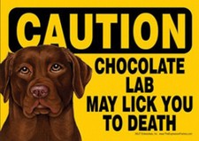 Caution Chocolate Lab May Lick You To Death. Magnet sign. 7 x 5