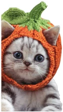 Kitten Knit Pumpkin Hat Avanti Cute Cat Little Big Funny Halloween Card