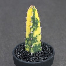 15CM Succulent Cactus Plant Harrisia Jusberti Variegated Cactaceae Home Garden