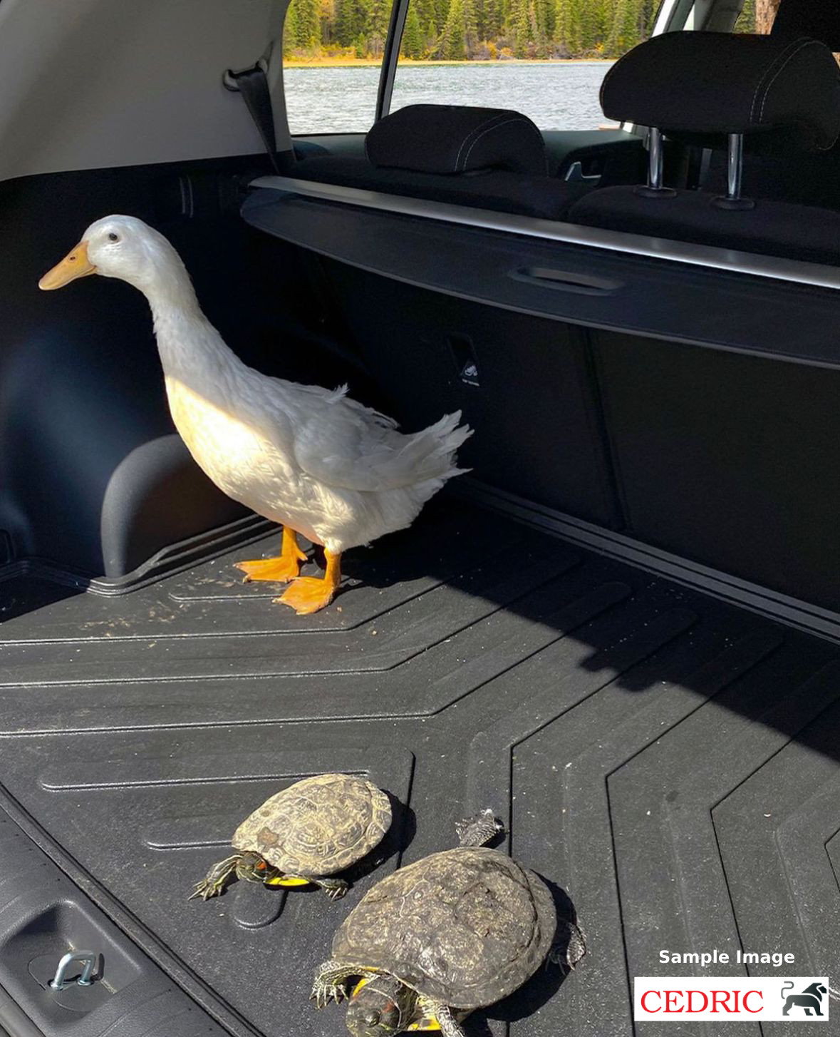 Car Floor Mats & Trunk Cargo Liner for Toyota Yaris HatchBack 2013-2019 Full Set